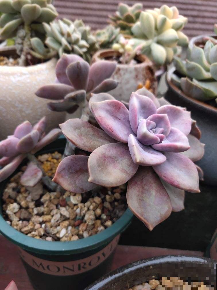 多肉中的爆盆“战斗机”，新手也能养出状态，简直没缺点！