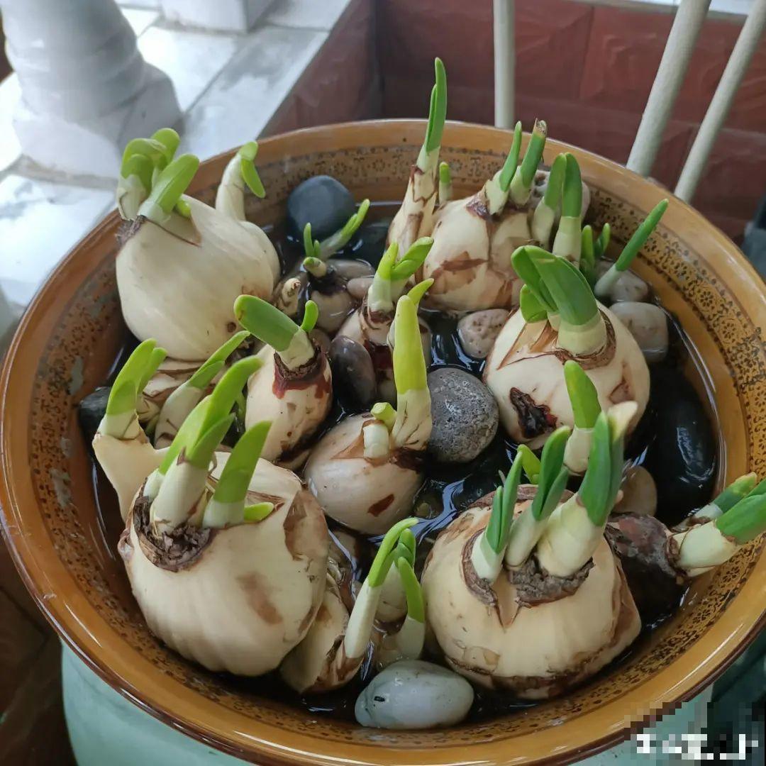 水仙要想开花，坚决不能长成高个子，不然今年没花看！