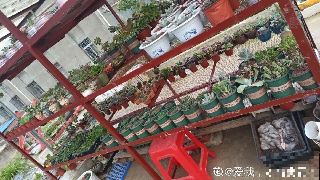 多肉养在大盆里,就是豪横霸气,棵棵大得像白菜 多肉养在大盆里,就是豪横霸气,棵棵大得像白菜