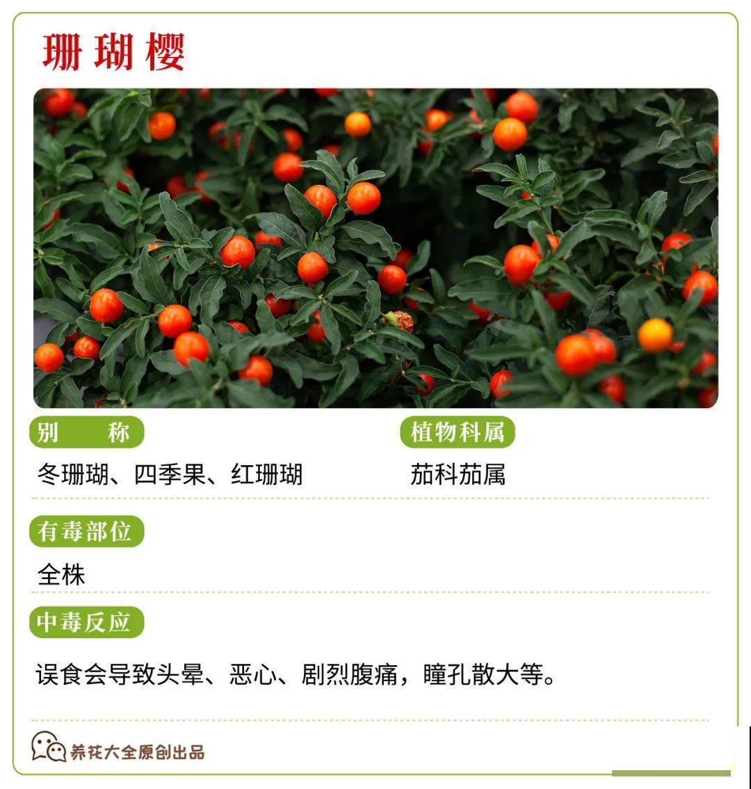 30种常见有毒花，很多人都在养，一定要小心养！