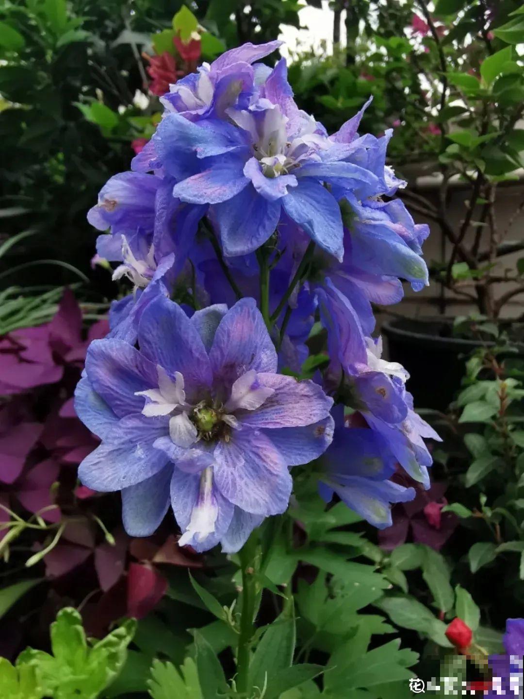 大花飞燕草太美，蓝紫色花朵清新脱俗，开花像只燕子