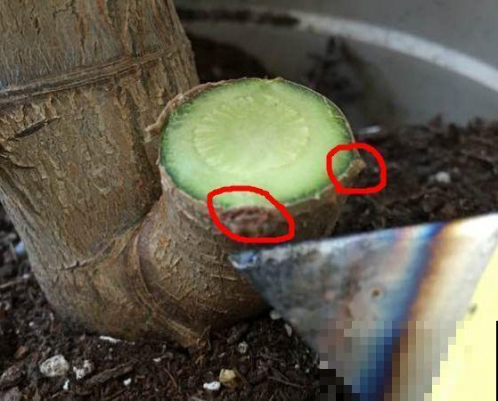 3月是给花剃头的好时机,现在狠心剪,下月就开花 3月是给花剃头的好时机,现在狠心剪,下月就开花