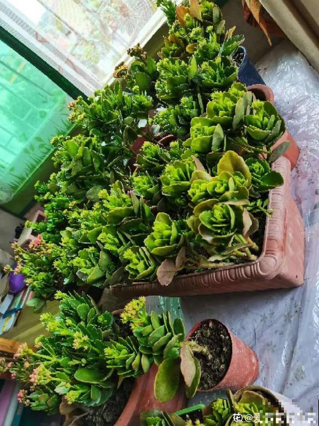 长寿花真是花如其名，长寿还爱爆盆，真是好兆头！