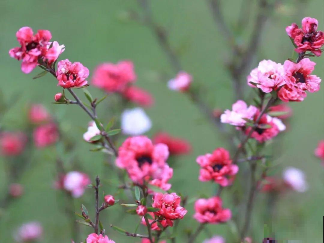 2020年的网红花，养过一半就是大神，你养过几种？