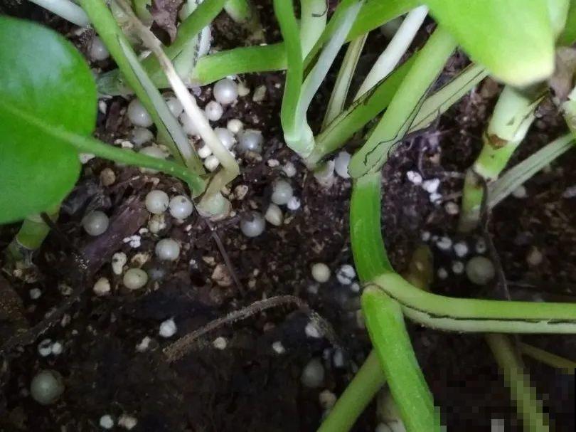 花盆里长了个“蛋”，赶紧换盆，否则必死无疑！