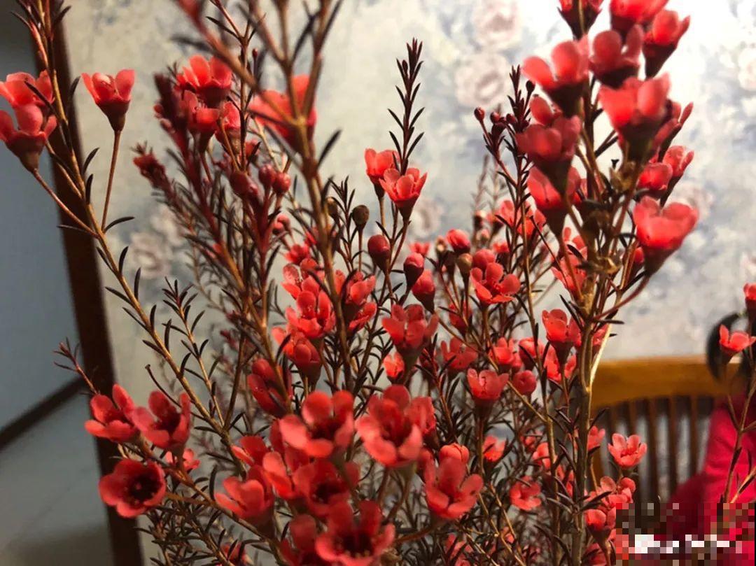 冬天的香水花，养1盆满屋子飘香，千万不要放卧室