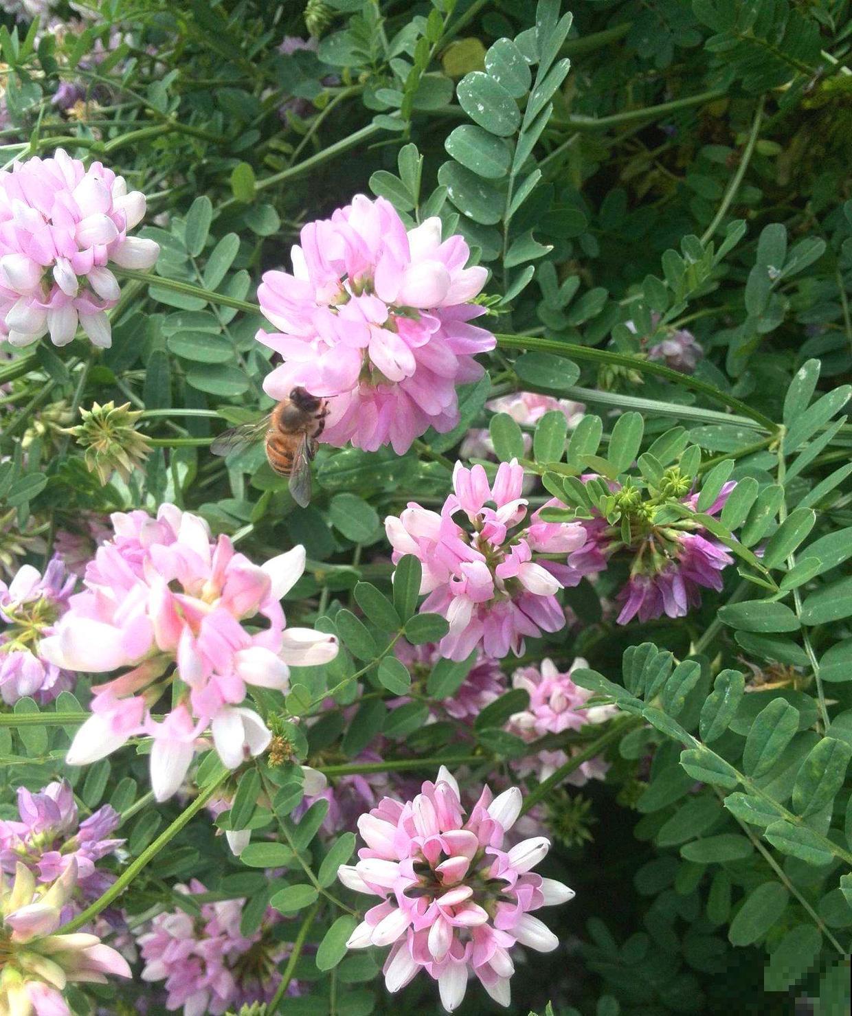 长在路边的小冠花,生长能力极强,每次开花一大片! 长在路边的小冠花,生长能力极强,每次开花一大片!