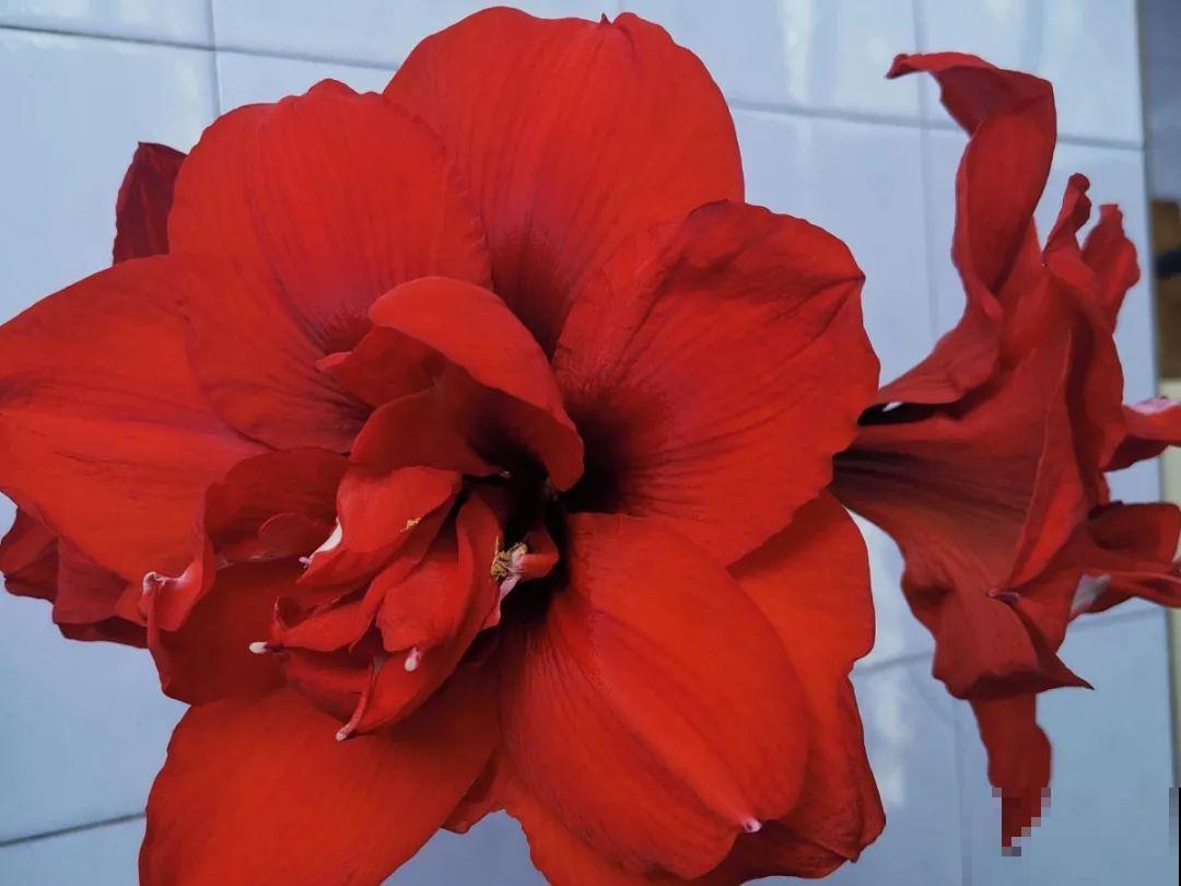 朱顶红埋土里，如何能年年开花，球变大、变多？