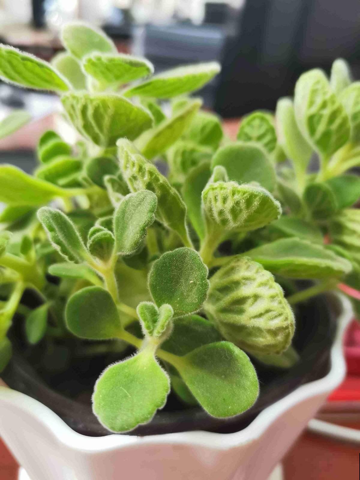 家里碰碰香没味道？那是这4点没做好，不然香飘满屋！