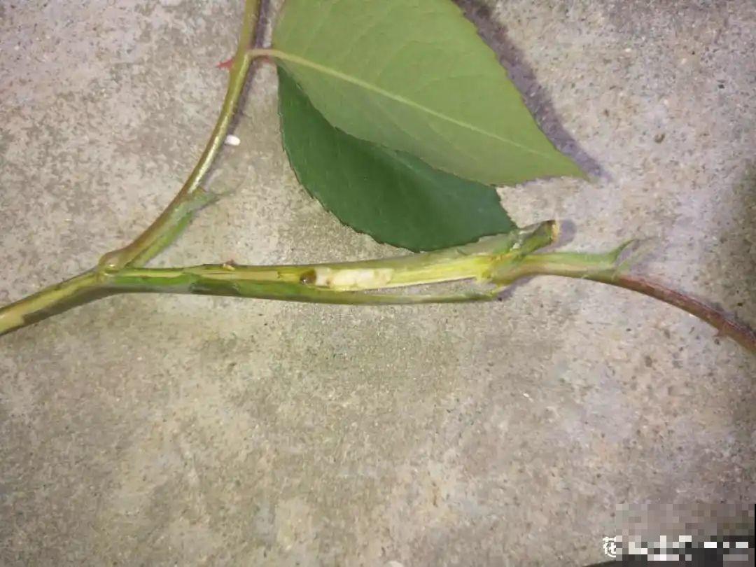 惊蛰之后，小虫乱飞，教你16种杀虫方法