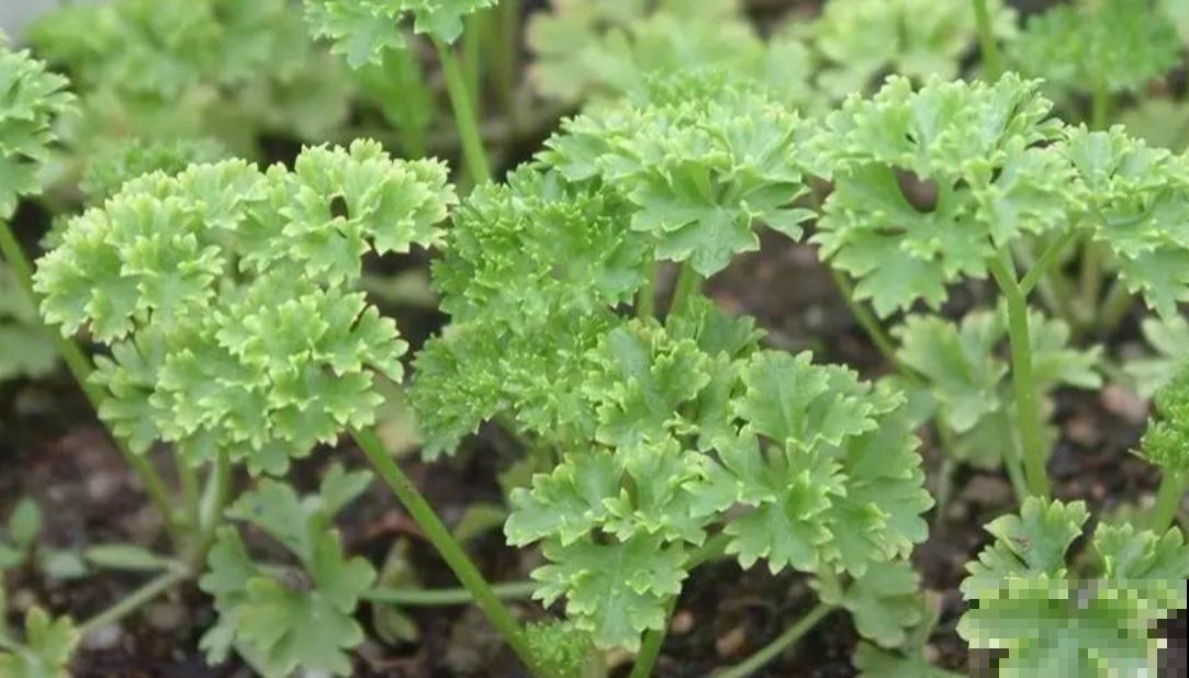养这5种香草植物，好闻又好看，家里连香料都省了！