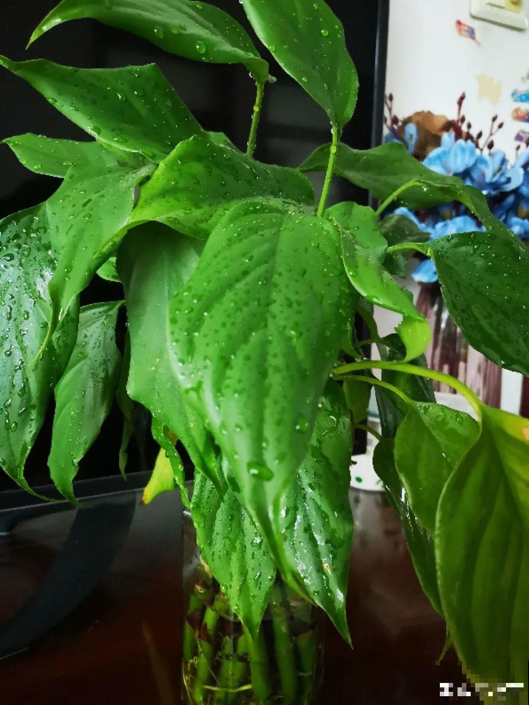 24种花,净化空气最厉害,绿萝竟然倒数! 24种花,净化空气最厉害,绿萝竟然倒数!