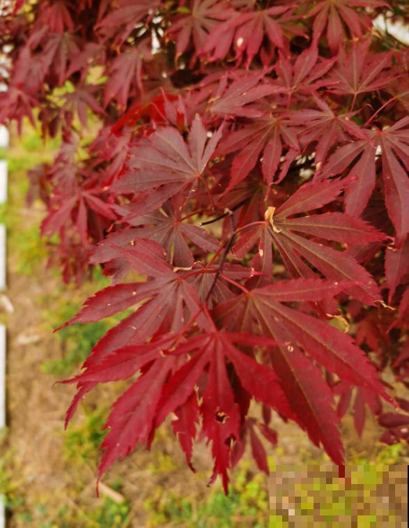 家庭自制红枫盆景,成本低、效果好,给再多钱也不卖! 家庭自制红枫盆景,成本低、效果好,给再多钱也不卖!