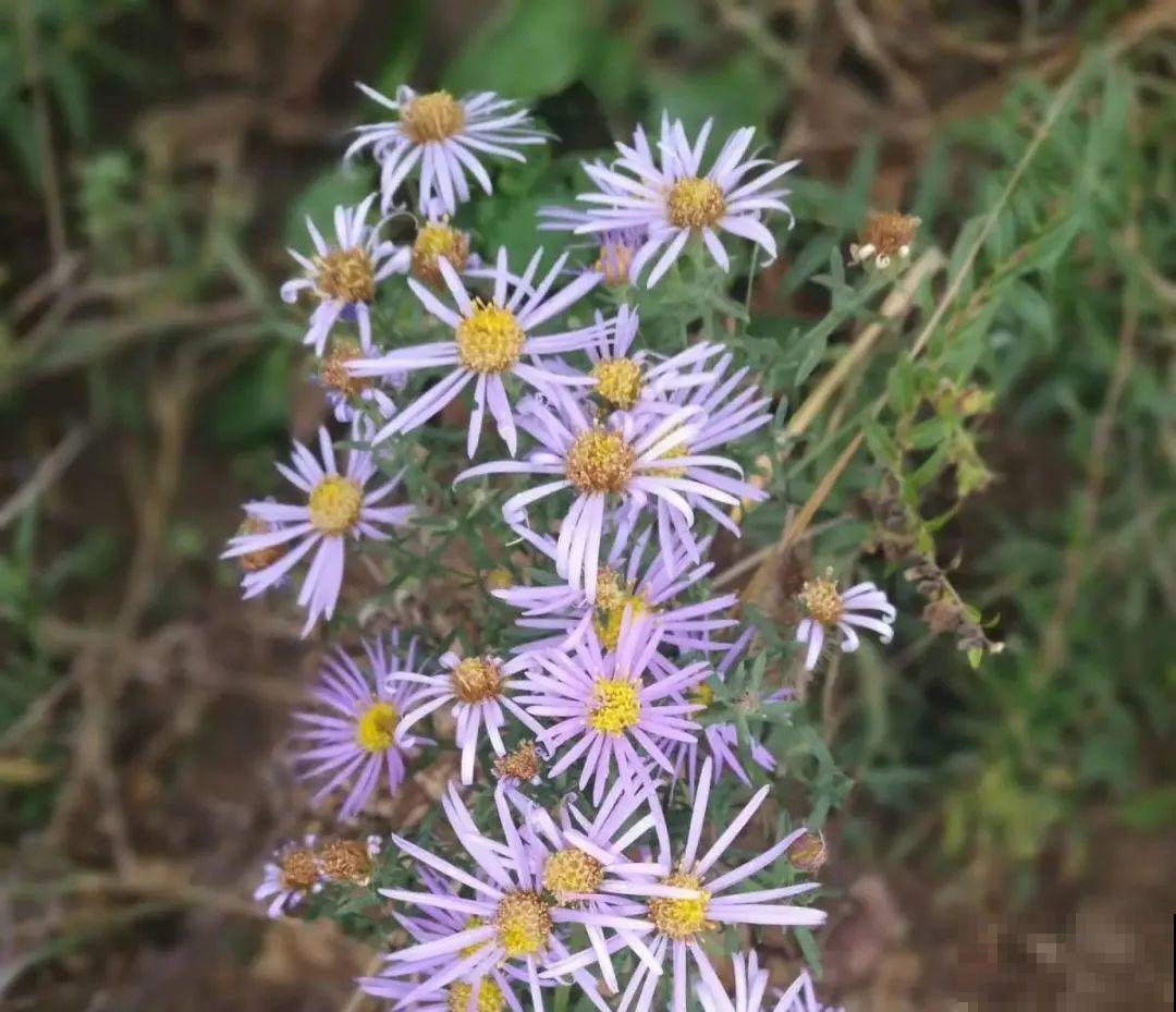 有些花名字太奇葩，叫出口太尴尬，开花却很美