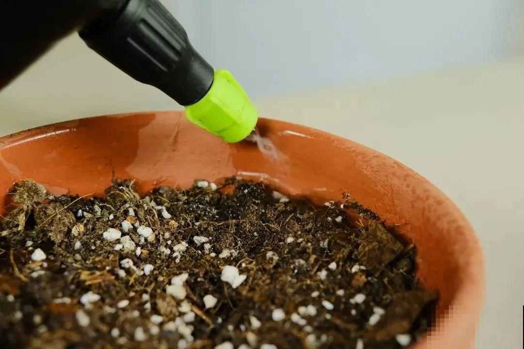 1种花不能用大盆，盆越小，水越少，开花更爆盆！