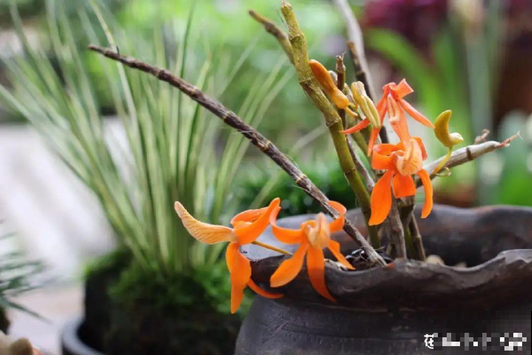 年纪轻轻，养点花种点草，提前过过养老生活