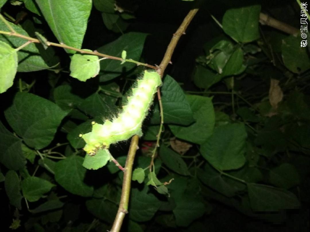 惊蛰之后，小虫乱飞，教你16种杀虫方法