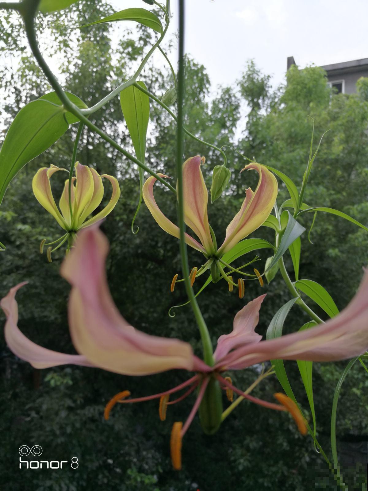 春天养盆“火焰”花，开花红红火火，一年都旺运