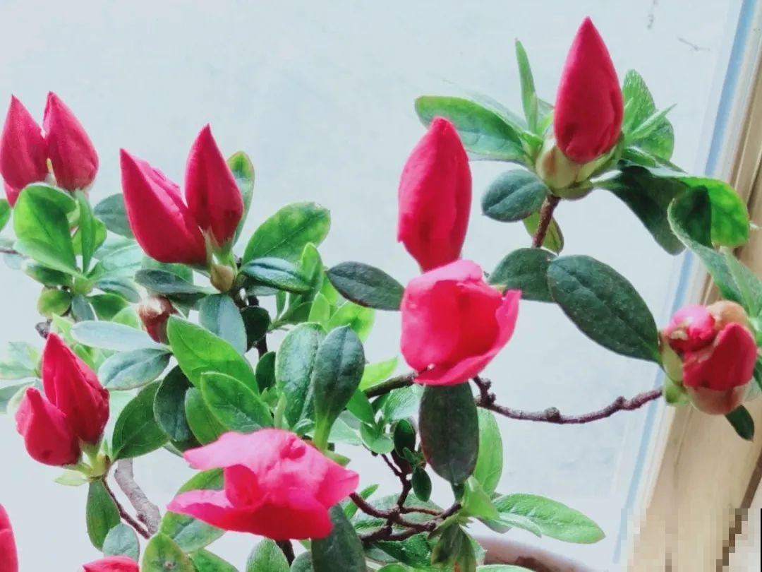 土里浇点果皮水，能维持土壤酸性，茉莉兰花开爆盆