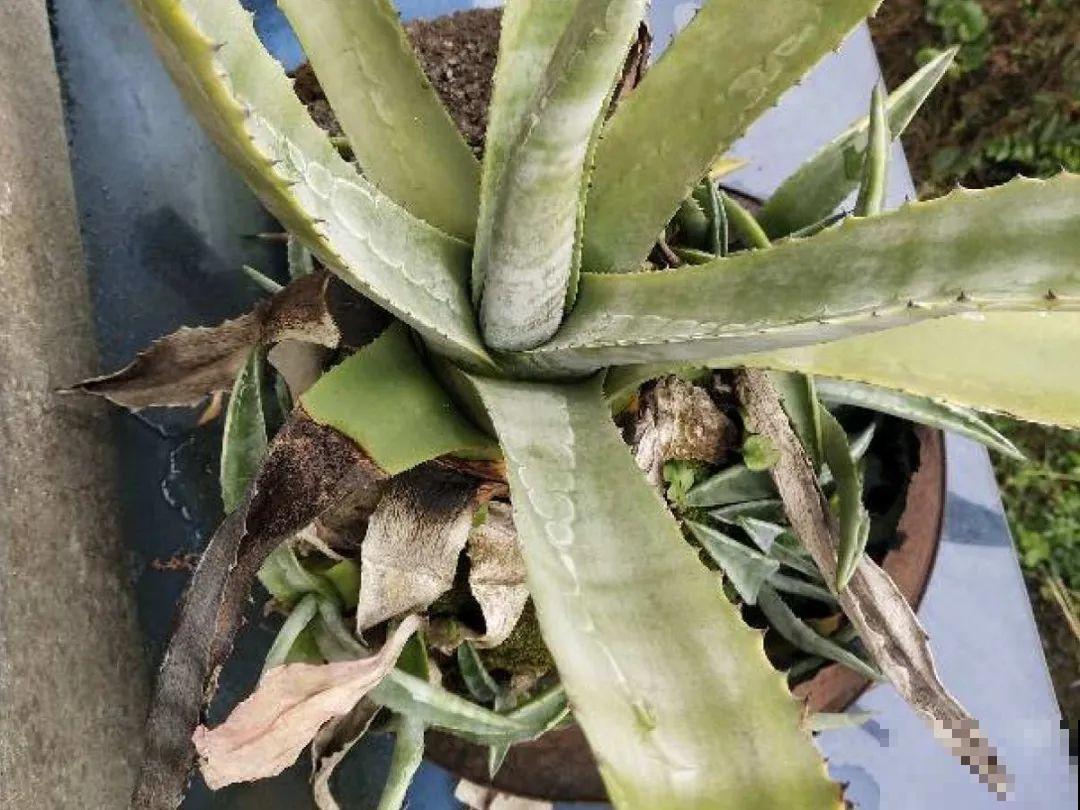 低于5度，6种花一整个冬天不浇水，也能照样活！