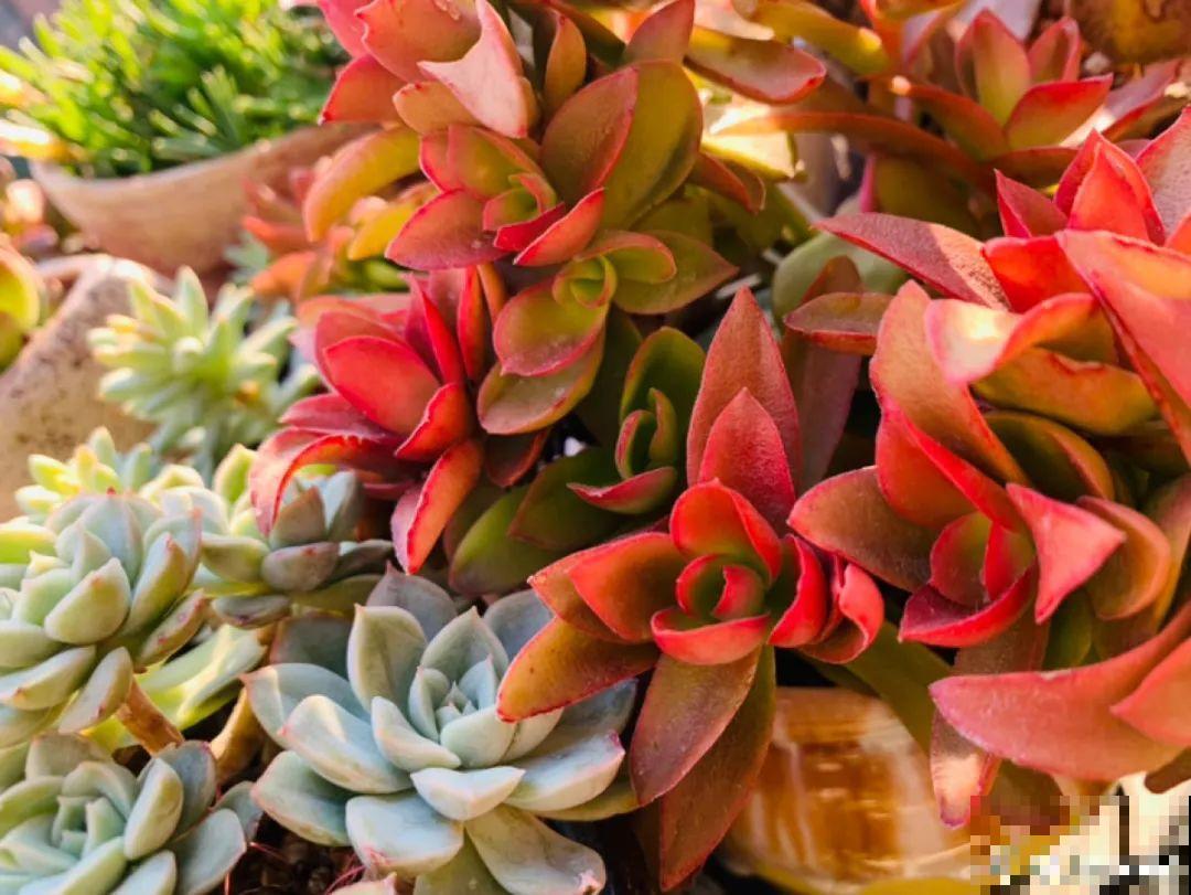 小阳台也能养多肉，一尺一寸，都是繁华！