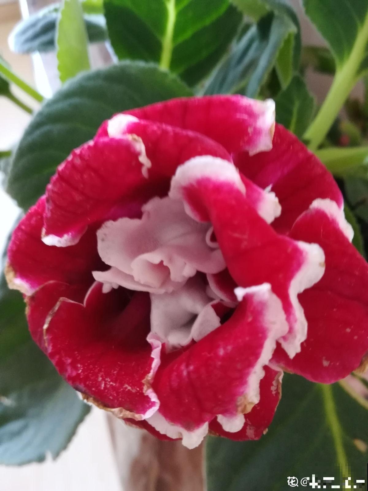 养花最令人头疼的竟是宠物,一眼看不住,就被它们毁了 养花最令人头疼的竟是宠物,一眼看不住,就被它们毁了