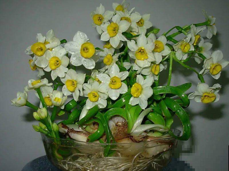 牙签串大蒜，冒充七彩水仙？千万别上当！