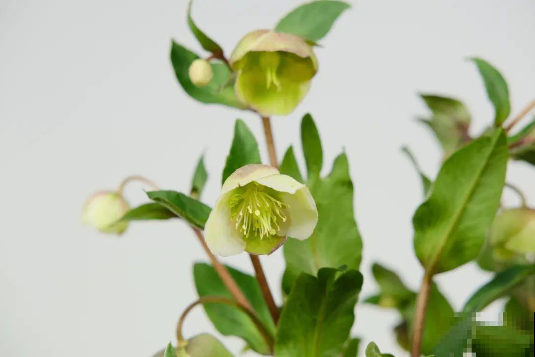 16种高颜值花，冬天耐寒不娇气，新手也能养爆盆