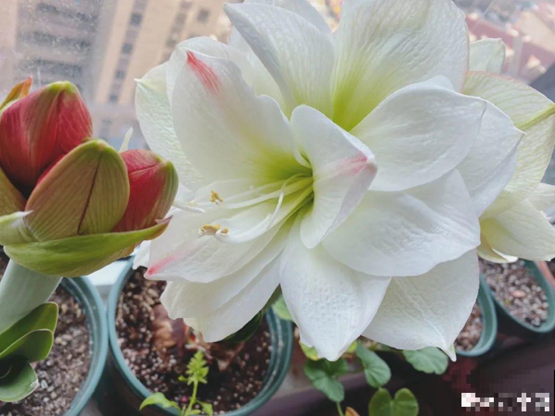 朱顶红埋土里，如何能年年开花，球变大、变多？