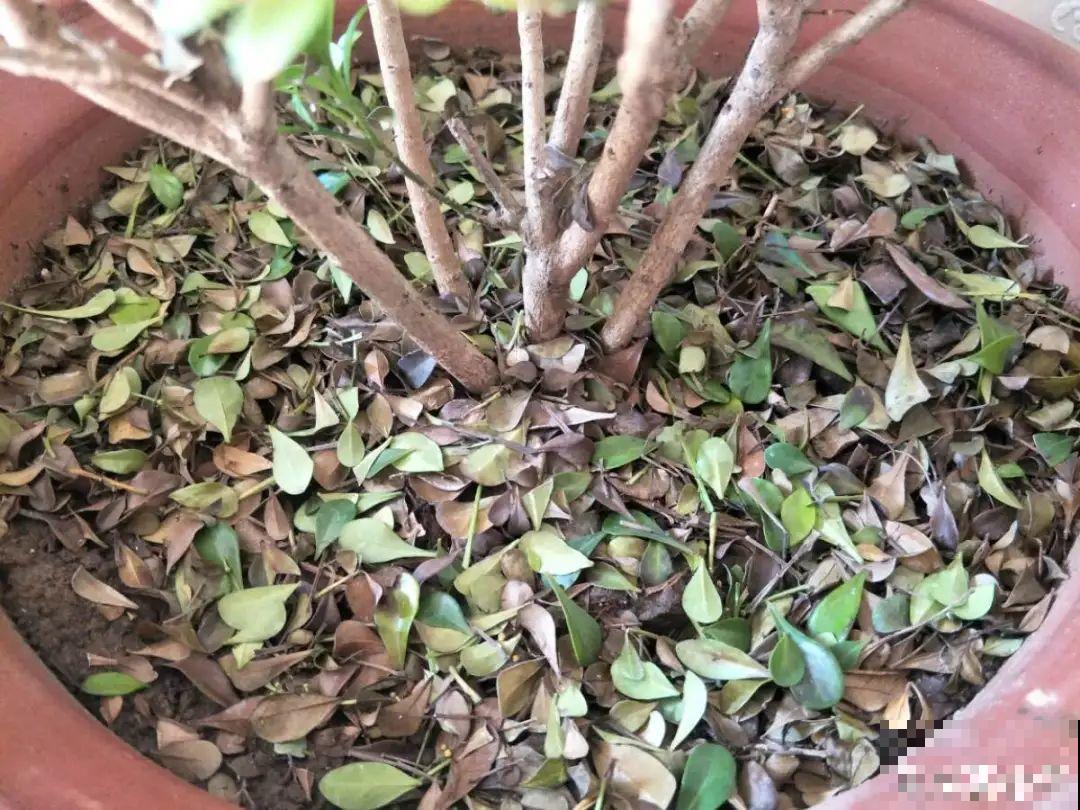 米兰要慎养，掉叶子第一名，光杆很难救活！