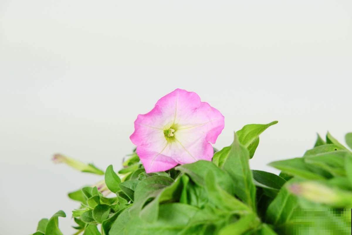 想要养好矮牵牛，这些要点必须掌握，轻松爆成“大花球”