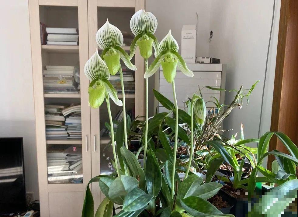 花市10块钱买的花，开花之后身价倍增，真赚了！