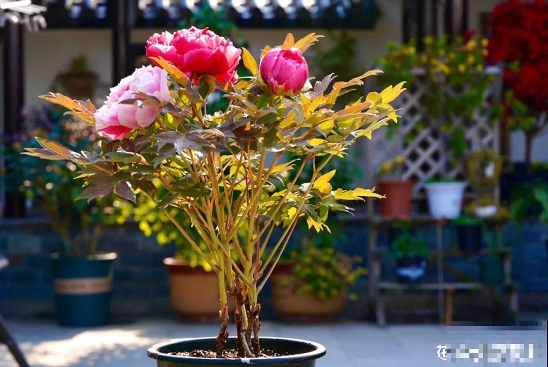 梦想有个院子，养花弄草，过舒心日子！