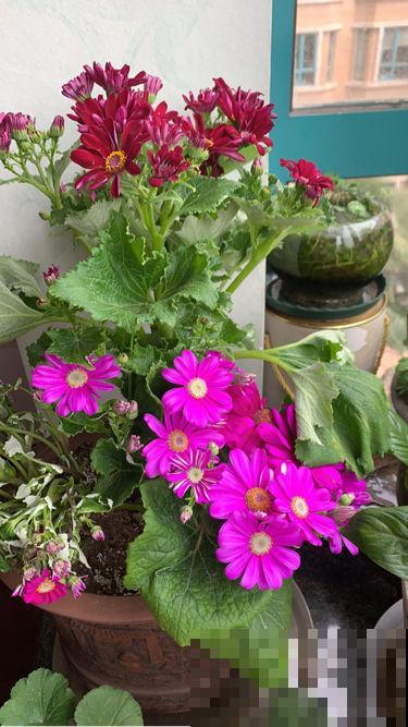 4种花，越凉爽长得越好，太热反而不开花