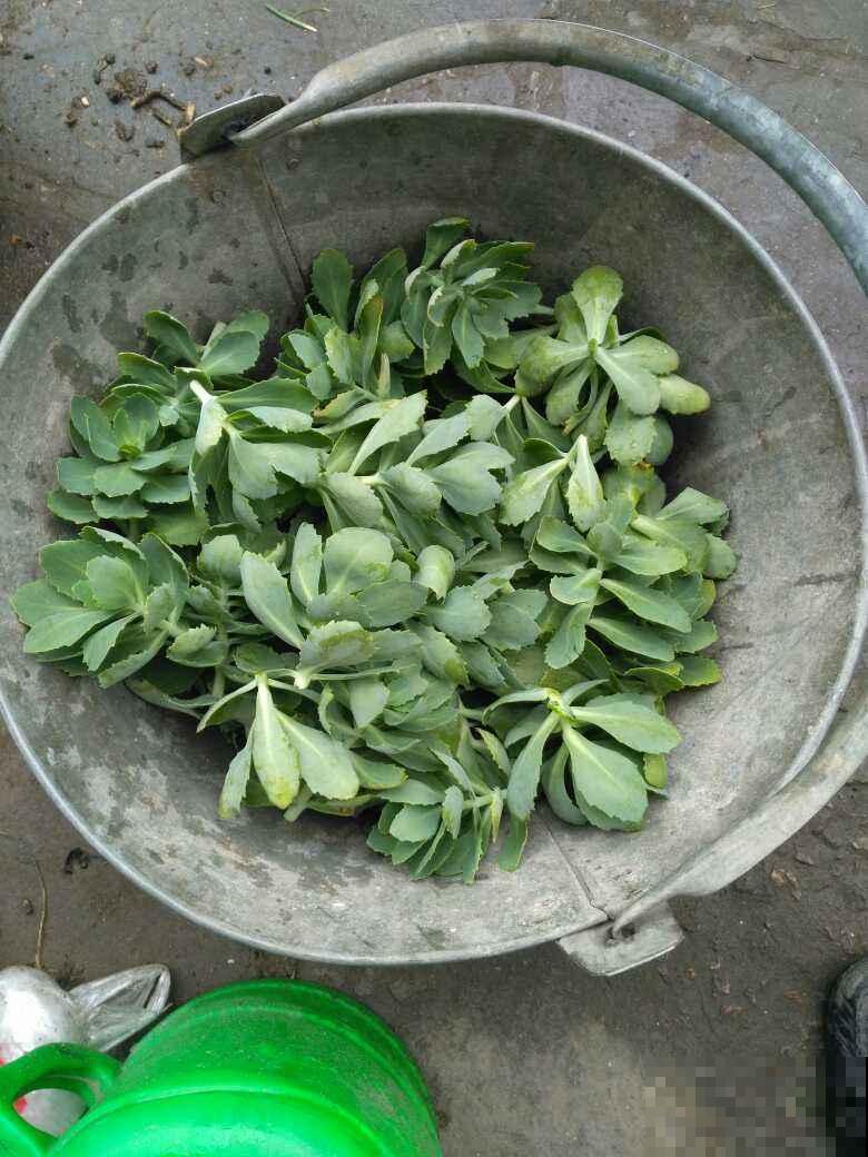 立春到，5种花长得超快，掐下嫩芽炒鸡蛋，喷香！