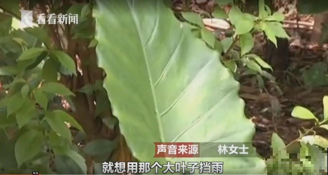 医院铁树结果，却被摘走30颗，园丁师傅吓坏了！