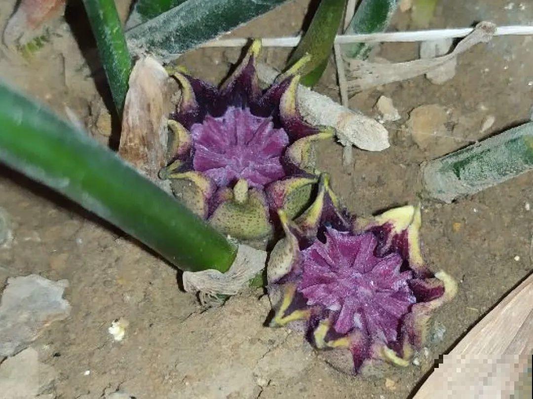 蜘蛛抱蛋这种花,长相清秀,一点也不吓人 蜘蛛抱蛋这种花,长相清秀,一点也不吓人