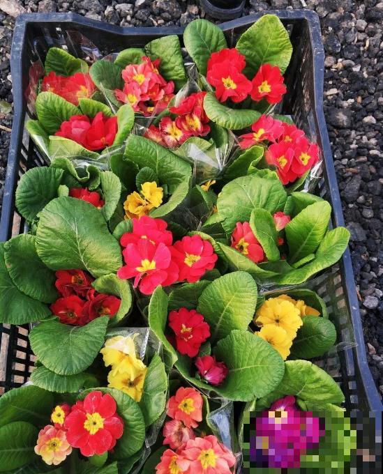 报春花是春天的信使,清新又可爱,掌握养护技巧才能养得好! 报春花是春天的信使,清新又可爱,掌握养护技巧才能养得好!