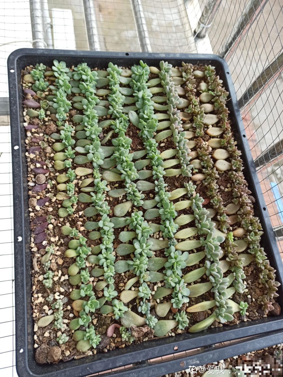 她养了上千棵多肉，排列得整整齐齐，妥妥的强迫症福音！