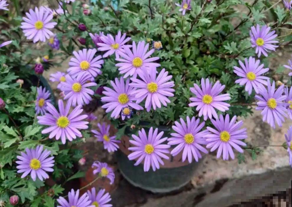 姬小菊的养护技巧,学会这几点,一年四季花开不断! 姬小菊的养护技巧,学会这几点,一年四季花开不断!