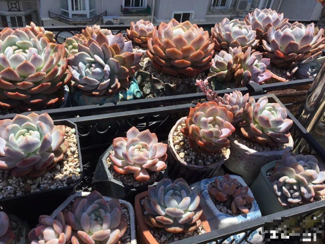 多肉要是养好了，精致得像艺术品，光看就很满足了