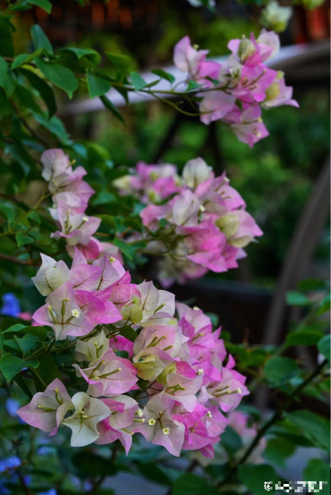 梦想有个院子，养花弄草，过舒心日子！