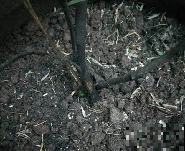 家里的花生壳别丢，拿来养花效果好，根系太旺盛