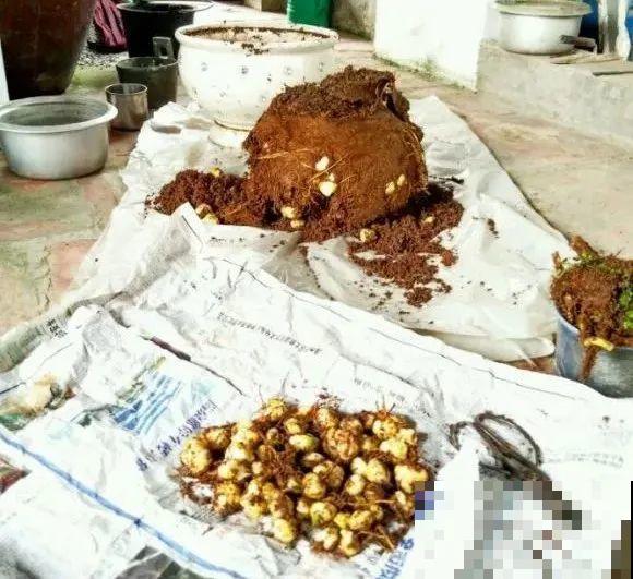 春天给花分株，1盆变成多盆，很快爆盆