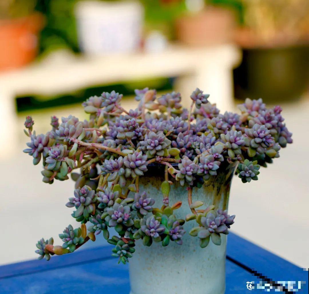 梦想有个院子，养花弄草，过舒心日子！