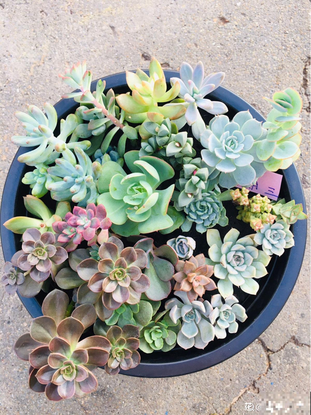 养多肉也有难处，亲身实践告诉你，掌握要点才能养好多肉