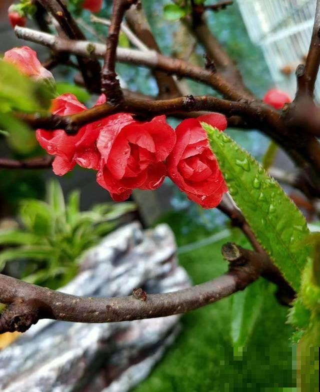 养花不知道养什么，就养花中四君子，高雅有气质，开花香气满屋