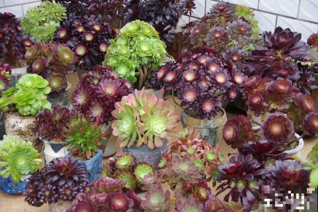 多肉要是养好了，精致得像艺术品，光看就很满足了