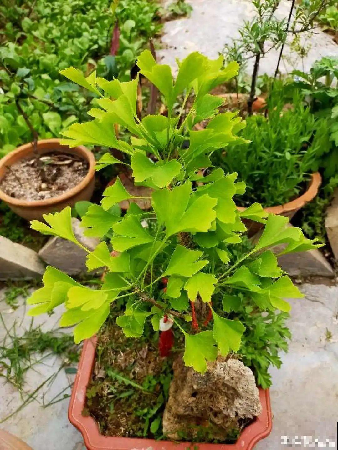 家里养盆镇宅花,一年红红火火,好运满满 家里养盆镇宅花,一年红红火火,好运满满