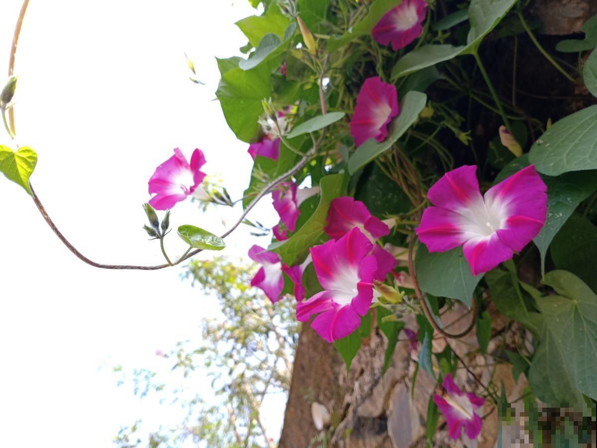 30个有趣的花谜,大多数人猜不对,你猜对了吗? 30个有趣的花谜,大多数人猜不对,你猜对了吗?